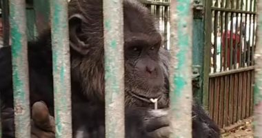 القرد "كوكو" أشهر حيوان بحديقة الجيزة.. بياكل آيس كريم فى العيد.. فيديو
