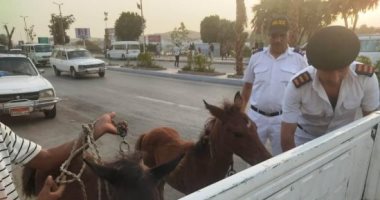 محافظ أسوان يأمر بمصادرة الأحصنة الضالة وتوقيع غرامات وتحليل مخدرات لأصحابها