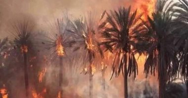 اندلاع حريق هائل فى مزارع لأشجار النخيل والمانجو بإدفو شمال أسوان.. صور