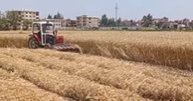"الزراعة" تواصل متابعة حصاد وتوريد القمح فى جميع محافظات الجمهورية