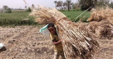 تموين المنيا تحرر 20 محضر مخالفة لمزارعين لتحويل القمح لفريك