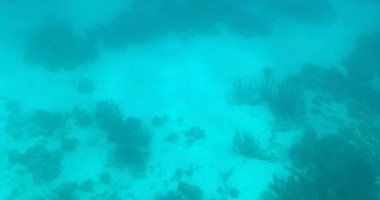 جولة فى أعماق البحر.. اتفرج على الدلافين والشعاب المرجانية بالغردقة.. فيديو