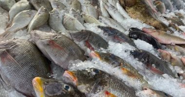 استقرار أسعار الأسماك اليوم الإثنين والبلطى يبدأ من 23 جنيها للكيلو