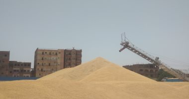 مباشر.. جبال من القمح فى قنا ومشهد يبشر باستقبال الصوامع أكبر كمية هذا العام