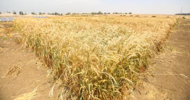 واردات مصر من القمح تواصل التراجع من بداية 2022 وتسجل 175 مليون دولار
