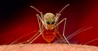 كينيا تكتشف نوعا جديدا من البعوض بالتزامن مع التوسع في حملة نشر لقاحات الملاريا