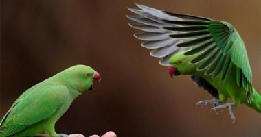 مهارات الطيور والبشر.. قفزات وحركات على نغمات الطبيعة