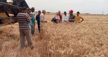 زراعة الغربية: جاهزون لموسم حصاد القمح والمستهدف العام الجارى 189 ألف طن