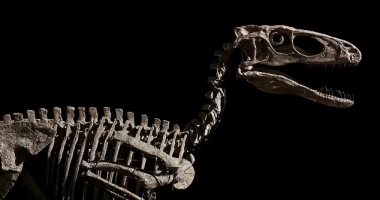 بيع هيكل ديناصور داينونيكوس عمره 110 ملايين عام بـ12.4 مليون دولار.. صور