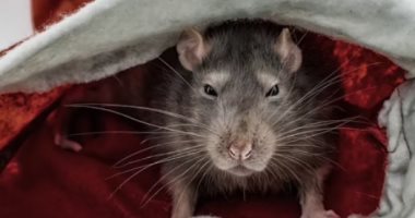 مجموعة من الفئران تهاجم عجوز بمنزلها وتصيبها بكدمات فى وجهها .. صور
