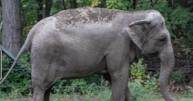 معركة قانونية لتحرير أنثى فيل "مسجونة" دون سند قانونى في حديقة حيوان أمريكية