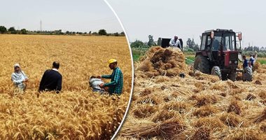 عميد زراعة عين شمس: مصر الأولى عالميا فى إنتاجية فدان القمح
