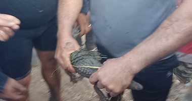 "بيطرى المنوفية": نقل التمساح لحديقة الحيوان عقب الانتهاء من الإجراءات القانونية