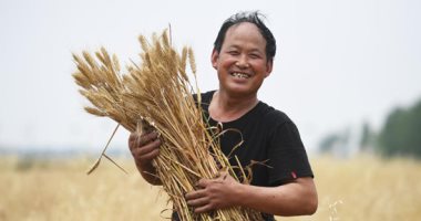 تقرير: حظر تصدير القمح يُؤجج غضب المزارعين في الهند