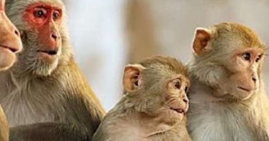 بعيدا عن جدرى القرود.. كيف ينظر الدين لـ اقتناء القردة فى البيت