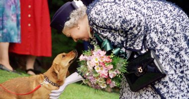سباق خاص لـ"الكلاب" المفضلة للملكة إليزابيث ضمن احتفالات اليوبيل البلاتينى