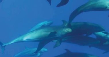 تعرف على أكبر مكان لتجمع الدلافين بأفريقيا والشرق الأوسط بالبحر الأحمر.. صور