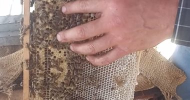 شوف حلاوة العسل فى مناحل البحوث الزراعية بكفر الشيخ ..فيديو