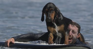 قفزات وحركات.. فعاليات بطولة أوروبا الأولى لركوب الكلاب الأمواج على شواطئ إسبانيا