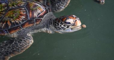 دنيا السلاحف.. المحمية الصينية للأحياء البحرية تحارب انقراض السلالات النادرة