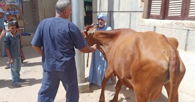 الزراعة: علاج وفحص 3500 رأس ماشية مجانا فى قرى حياة كريمة بقنا.. صور