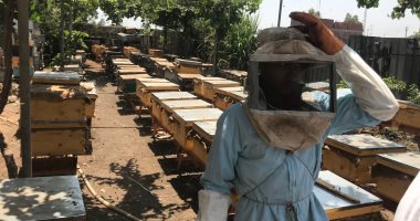 حياة كريمة.. شاهد تجميع أول حصاد لخلايا النحل من مستفيدي المبادرة في الغربية