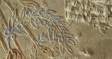 عالمة آثار تسعى لإعادة طريقة قدماء المصريين فى عصر الزيتون..عمرها 4500 سنة 
