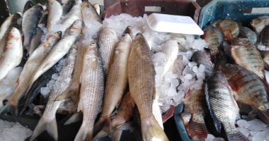 البلطى يتراوح بين 27 و35 جنيها للكيلو.. استقرار أسعار الأسماك فى الأسواق