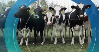 نيوزيلندا تخطط لفرض ضريبة على تجشؤ الأبقار والأغنام.. لهذا السبب