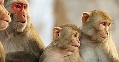 "CDC" يصدر توصيات جديدة لجدرى القرود: الفيروس لا ينتشر بالمحادثات العادية أو بالمتاجر مثل كورونا فلا داعى لارتداء الكمامة.. الاتصال وجها لوجه بالمصاب ينقل العدوى.. والأعراض تبدأ بالأنفلونزا وتنتهى بتقرحات وبثور