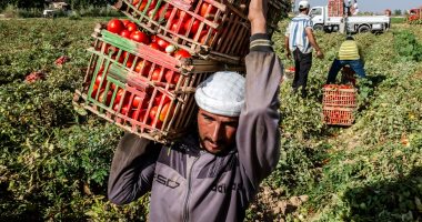 منظمة الأغذية والزراعة: مصر بالمركز الخامس عالميا فى إنتاج الطماطم لعام 2020