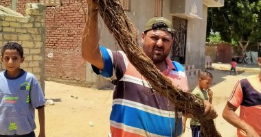 رئيس مياه القناة: عمل مجسات لاستخراج جذور الأشجار من المواسير