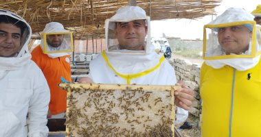 فيه شفاء للناس.. تجربة حية لاستخراج عسل النحل من قطفة البرسيم (فيديو )
