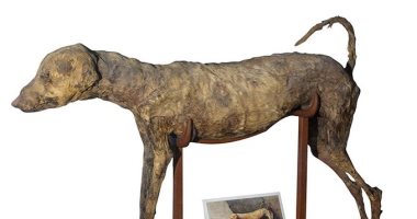 كنوز متحف التحرير .. مومياء كلب صيد عثر عليه بالقرب من مقبرة الملك أمنحتب