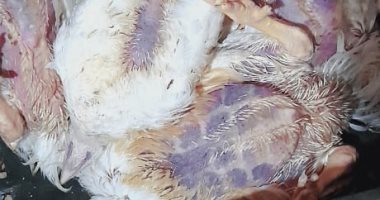 ضبط 25 كيلو دجاج غير صالح للاستهلاك خلال حملة تموينية بالغربية 