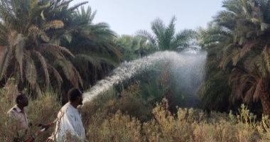 حريق هائل يلتهم كميات كبيرة من أشجار النخيل والموالح شمال السودان