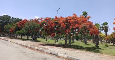 مصر تزرع أكثر من 106آلاف شجرة بمبادرة حياة كريمة بمشروعات تشجير وزراعة