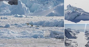 دراسة تكشف عدم تأثر الدببة القطبية بتغير المناخ فى جرينلاند وقدرتها على التكيف