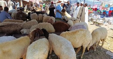 نصائح وزارة الزراعة عند شراء خروف العيد أبرزها أن يكون خاليا من العيوب الظاهرية