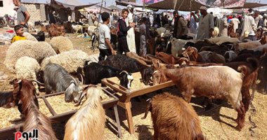 إنشاء 10 شوادر لتوفير أضاحى العيد بشمال سيناء