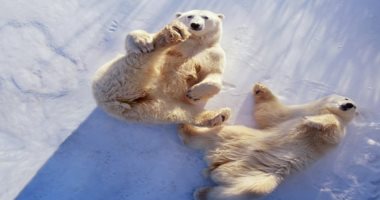 هل يقتل تغير المناخ الدببة القطبية؟ دراسة تجيب