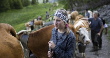 مغامرات رعاة البقر فى سويسرا.. رحلة صعود الماشية إلى أعلى قمة جبل بالعالم