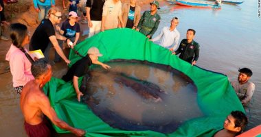 صيد أكبر سمكة مياه عذبة فى العالم من نهر بكمبوديا.. وزنها 300 كيلو جرام