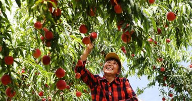 خوخ أحمر وأصفر وتوت أزرق.. موسم حصاد محاصيل الفاكهة فى حدائق الصين