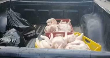 ضبط "دجاج" داخل براميل بلاستيكية مستخدمة تؤثر على الصحة العامة ببورسعيد