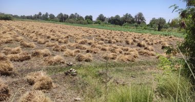 ‫الزراعة تتابع الحالة المرضية لزراعات القمح فى كفر الشيخ