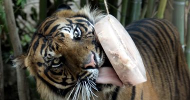 آيس كريم الحيوانات.. إيطاليا تحارب ارتفاع الحرارة بتقديم المثلجات للأسود والنمور