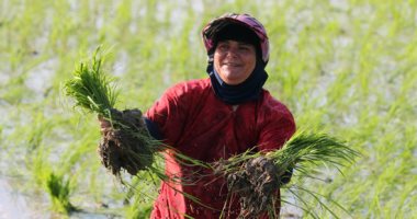 الزراعة: توصيات معهد أمراض النباتات ومركز تغير المناخ لمواجهة مرض لفحة الأرز