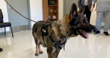 ولاية أمريكية تفرض عقوبة على إيذاء كلاب الشرطة.. "جناية من الدرجة التانية"