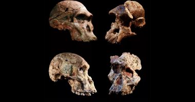 حفريات جنوب أفريقيا الشبيهة بالإنسان تعيد كتابة تاريخ التطور البشرى
